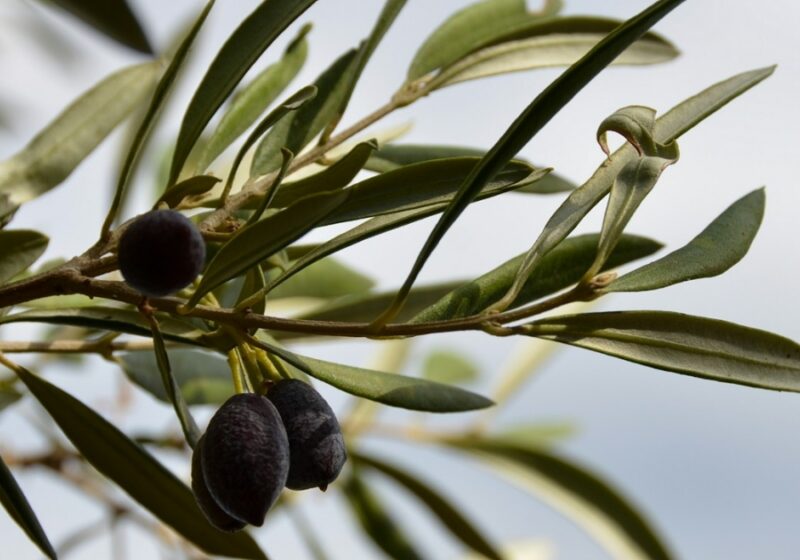 Nos huiles d'olive >